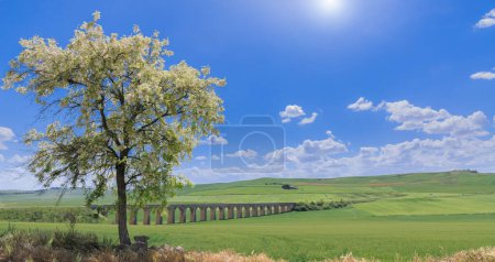 Landschaft Apuliens: blühender Baum mit grünen Hügeln und Viadukt.