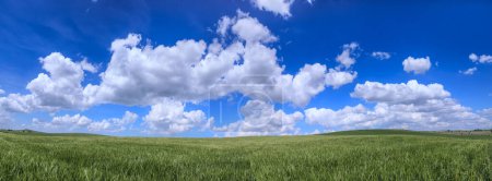 Téléchargez les photos : Paysage accidenté avec champ de maïs immature, dominé par les nuages dans les Pouilles, Italie. - en image libre de droit