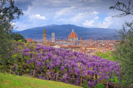 Blick auf Florenz im Frühling: Kathedrale Santa Maria del Fiore vom Bardini-Garten aus gesehen mit typischen blühenden Glyzinien.