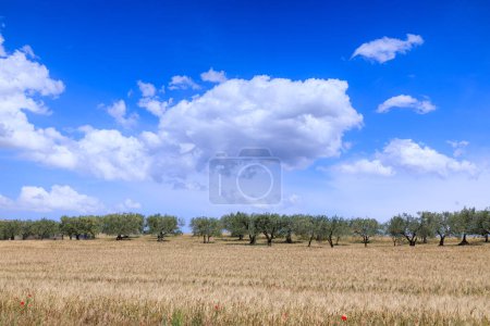 Hügelige Landschaft mit Maisfeldern und Olivenhainen in Apulien, Italien.