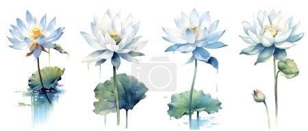 Clipping path, Watercolor painting in botanical style of White lotus flowers clip art on white background.