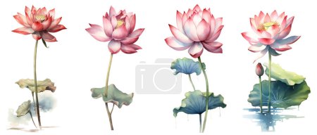 Téléchargez les photos : Chemin de coupe, Aquarelle peinture dans le style botanique de fleurs de lotus rose clip art sur fond blanc. - en image libre de droit