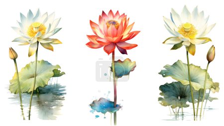 Clipping path, Watercolor painting in botanical style of lotus flowers clip art on white background.