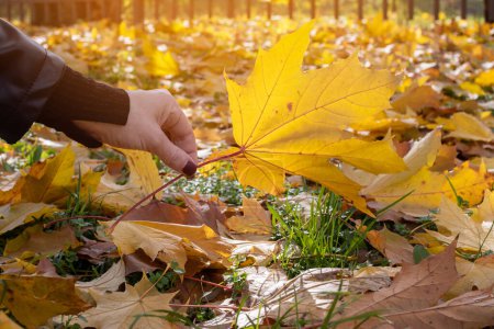 Photo for A woman's hand raises a yellow maple leaf. Maple leaves in the autumn sun. - Royalty Free Image