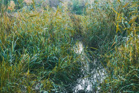Photo for The path for the boat through the reeds. Boat through reed. - Royalty Free Image