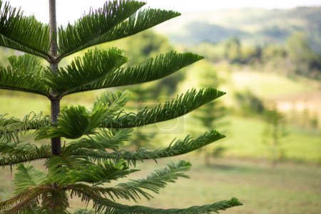 Nahaufnahme Norfolk Island Kiefer (Araucaria heterophylla) grüne Blätter und blauer Himmel Hintergrund.