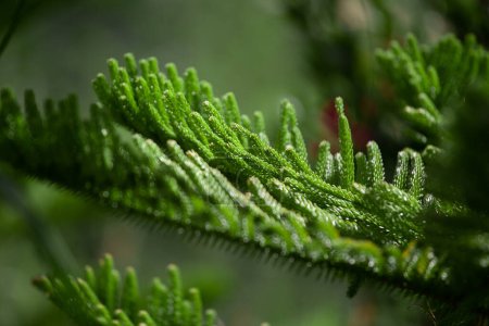 Close-up Norfolk Island pine (Araucaria heterophylla) hojas verdes y fondo azul cielo.