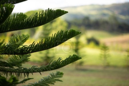Téléchargez les photos : Gros plan Pin de l'île Norfolk (Araucaria heterophylla) feuilles vertes et fond bleu ciel. - en image libre de droit