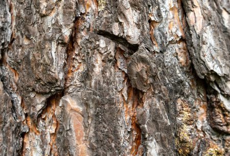 Téléchargez les photos : Beautiful texture of brown tree bark.Tree trunk with hard and rough bark. Thick bark covers a massive autumn tree. High quality photo - en image libre de droit