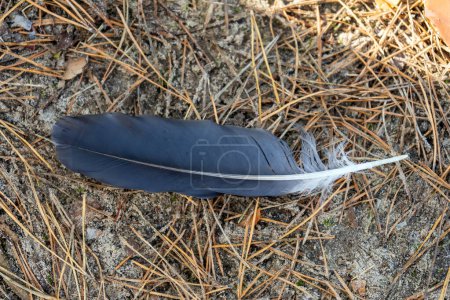 Téléchargez les photos : The black feather of a bird lies on pine needles in the forest. High quality photo - en image libre de droit