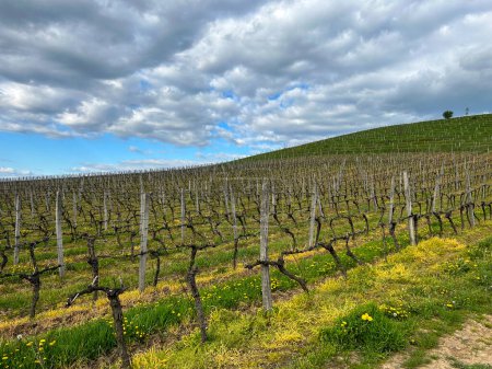 Téléchargez les photos : Beau paysage avec des rangées de vignobles par une journée ensoleillée de printemps. Paysage rural du vignoble printanier. Photo de haute qualité - en image libre de droit