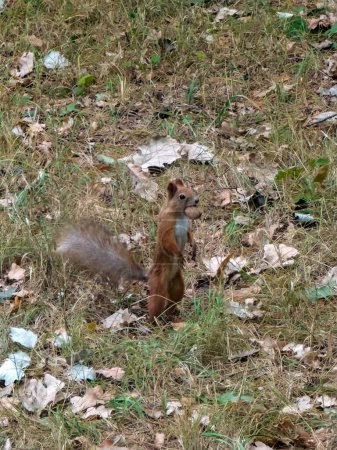 Téléchargez les photos : Drôle d'écureuil se tient sur ses pattes arrière et tient une noix dans sa bouche. Photo de haute qualité - en image libre de droit