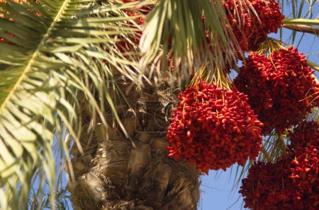 Photo for Beautiful date palms, decoration of the desert and the sea coast. Agriculture, kibbutz in Israel. Harvest concept, date palm. Raw fruits of date palm (Phoenix dactylifera) growing on a tree. - Royalty Free Image