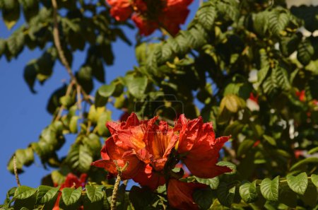 Téléchargez les photos : Big red flower against the sky. African tulip tree - en image libre de droit