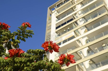 Photo for Beautiful residential building. Apartment house. Blooming African tulip tree under the windows. White facade of modern houses in a new area. Space for text. Purchase, loan, mortgage, rental housing. - Royalty Free Image