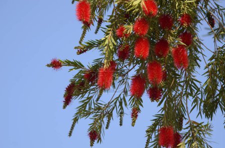 Téléchargez les photos : Close-up shot of beautiful Callistemon citrinus (called red bottlebrush) flower. - en image libre de droit