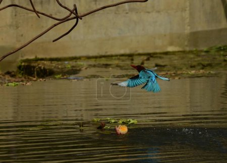 Foto de Pescador real de garganta blanca Volando Hermoso pájaro con alas azules en vuelo sobre un lago y una flor de lirio - Imagen libre de derechos