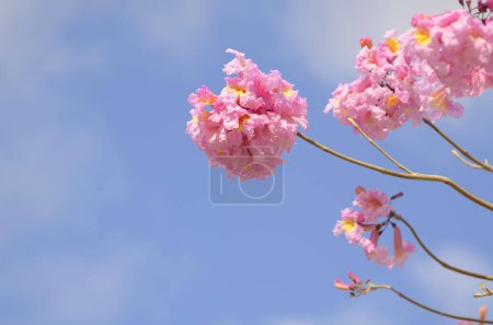 Photo for Blooming pink tabebuia. Ant tree. - Royalty Free Image