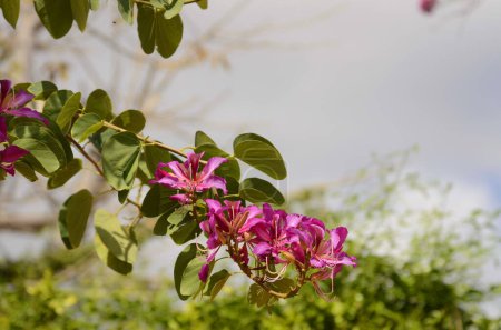 Foto de Flor rosa de Bauhinia, primer plano púrpura orquídea árbol o púrpura Bauhinia - Imagen libre de derechos