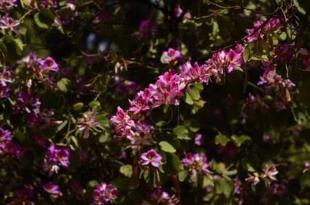 Foto de Flor rosa de Bauhinia, primer plano púrpura orquídea árbol o púrpura Bauhinia - Imagen libre de derechos