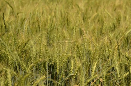 Photo for Young green wheat in the field. Green and pale yellow ears of wheat. Freekeh - Royalty Free Image
