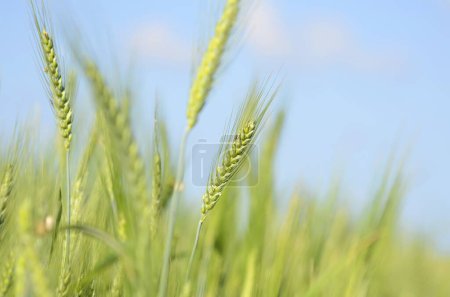Photo for Young green wheat in the field. Green and pale yellow ears of wheat. Freekeh - Royalty Free Image