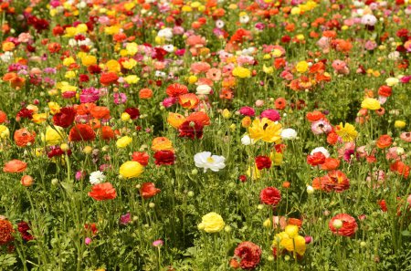 Photo for Ranunculus fields. Beautiful rows of flowers. Asian ranunculus farm. Multi-colored Beautiful, background, motley picture. - Royalty Free Image