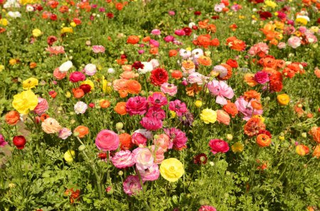 Photo for Ranunculus fields. Beautiful rows of flowers. Asian ranunculus farm. Multi-colored Beautiful, background, motley picture. - Royalty Free Image