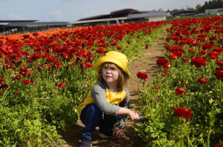 Photo for Beautiful rows of Ranunculus. A little boy in a yellow panama hat cuts flowers with scissors. A child on a farm, a boy collects a bouquet for his mother. Asian buttercup fields - red, orange - Royalty Free Image