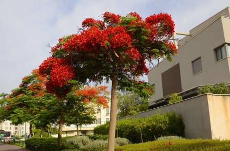 Royal poinciana, (Delonix regia), auch extravaganter Baum oder Pfauenbaum genannt, auffallend schöner rot blühender Baum im Park