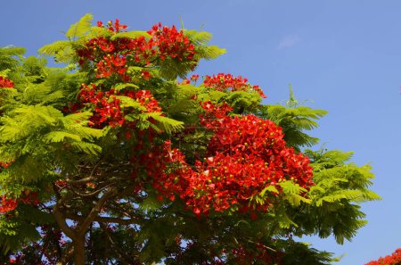 Flamboyant arvore tree. Royal gulmohar in bloom. Delonix regia flower. Panicle royal poinciana tree and flame tree or peacock Blooming red tree in park