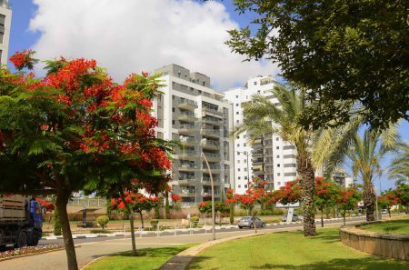 Photo for Israel. Rishon Le Zion June 18, 2023. Flowering streets, modern residential area. Flame tree on street. Investments in real estate - Royalty Free Image