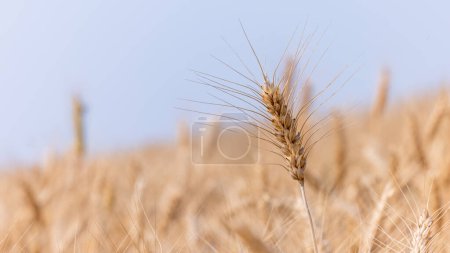 Téléchargez les photos : Champ d'orge avec fond bleu ciel, Récolte de blé Texture du blé, Champ de blé d'or et ciel bleu, plantation de champs d'orge. - en image libre de droit