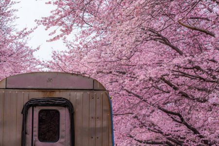 Kirschblütenfest am Yeojwacheon Stream, Jinhae Gunhangje Festival, Jinhae, Südkorea, Kirschblüte mit Zug in Südkorea ist die beliebte Kirschblüte, jinhae Südkorea.