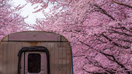 Festival de flores de cerezo en Yeojwacheon Stream, Jinhae Gunhangje festival, Jinhae, Corea del Sur, flor de cerezo con tren en Corea del Sur es la popular flor de cerezo, jinhae Corea del Sur.