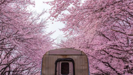 Kirschblütenfest am Yeojwacheon Stream, Jinhae Gunhangje Festival, Jinhae, Südkorea, Kirschblüte mit Zug in Südkorea ist die beliebte Kirschblüte, jinhae Südkorea.