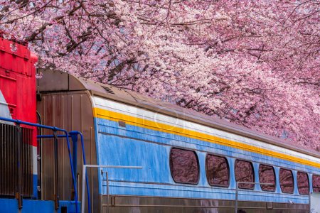 Photo for Cherry blossom festival at Yeojwacheon Stream, Jinhae Gunhangje festival, Jinhae, South Korea, Cherry blossom with train in South Korea is the popular cherry blossom, jinhae South Korea. - Royalty Free Image