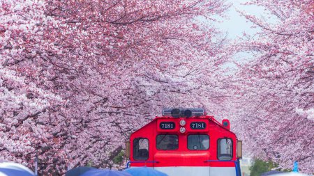 Photo for Cherry blossom festival at Yeojwacheon Stream, Jinhae Gunhangje festival, Jinhae, South Korea, Cherry blossom with train in South Korea is the popular cherry blossom, jinhae South Korea. - Royalty Free Image