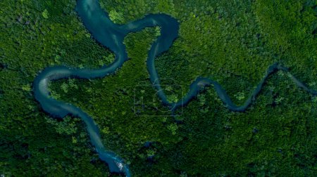 Luftaufnahme Mangrovenwald natürliche Landschaft Umwelt, Fluss in tropischen Mangroven grünen Baumwald, Mangrovenlandschaft Ökosystem und Umwelt.