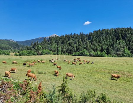 Photo for Free-grazing cattle at Pyli mountains in Greece - Royalty Free Image