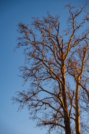 Téléchargez les photos : Branches nues d'un arbre contre le ciel bleu baigné dans la lumière de l'après-midi - en image libre de droit