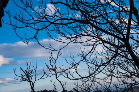 Photo for Naked branches of a tree against blue sky with some cloud in afternoon light - Royalty Free Image