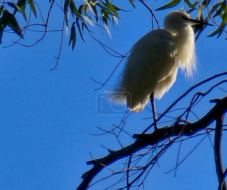 White heron common egret with perched on a eucalyptus tree.
