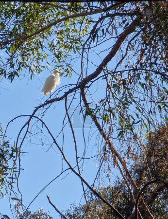 White heron common egret with perched on a eucalyptus tree.