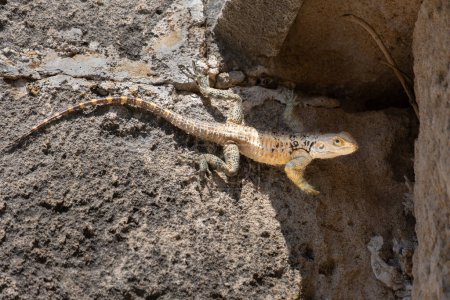 Laudakia stellio cypriaca, una especie de lagarto agamida endémica de Chipre. Foto tomada en Bellapais en Chipre.