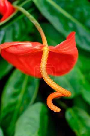 Red anthurium andraeanum, or flamingo flower close up capture in a botanical garden in Czech Republic