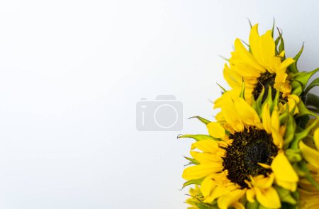 Photo for Sunflower flower isloted on a white background. - Royalty Free Image