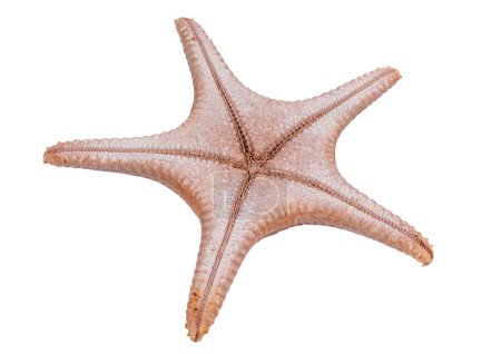 Starfish isolated on a white background with clipping path , dry-specimen animal marine .