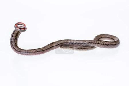 Téléchargez les photos : Couleuvre kukri rayée sur fond blanc, Nom scientifique : Oligodon taeniatus, serpent de Thaïlande - en image libre de droit