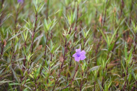 Foto de Flor púrpura (Ruellia brittoniana) sobre hierba background.This planta muy popular para el diseño del jardín. - Imagen libre de derechos